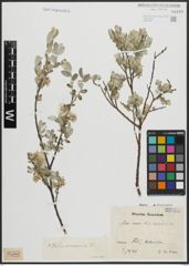 Foto von Salix arenaria L.
